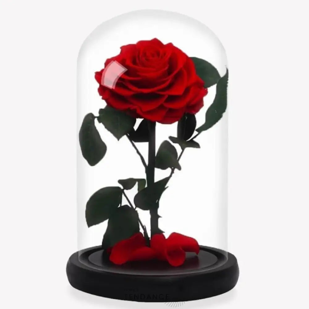 Rose Stabilisée Rouge | France-Tendance